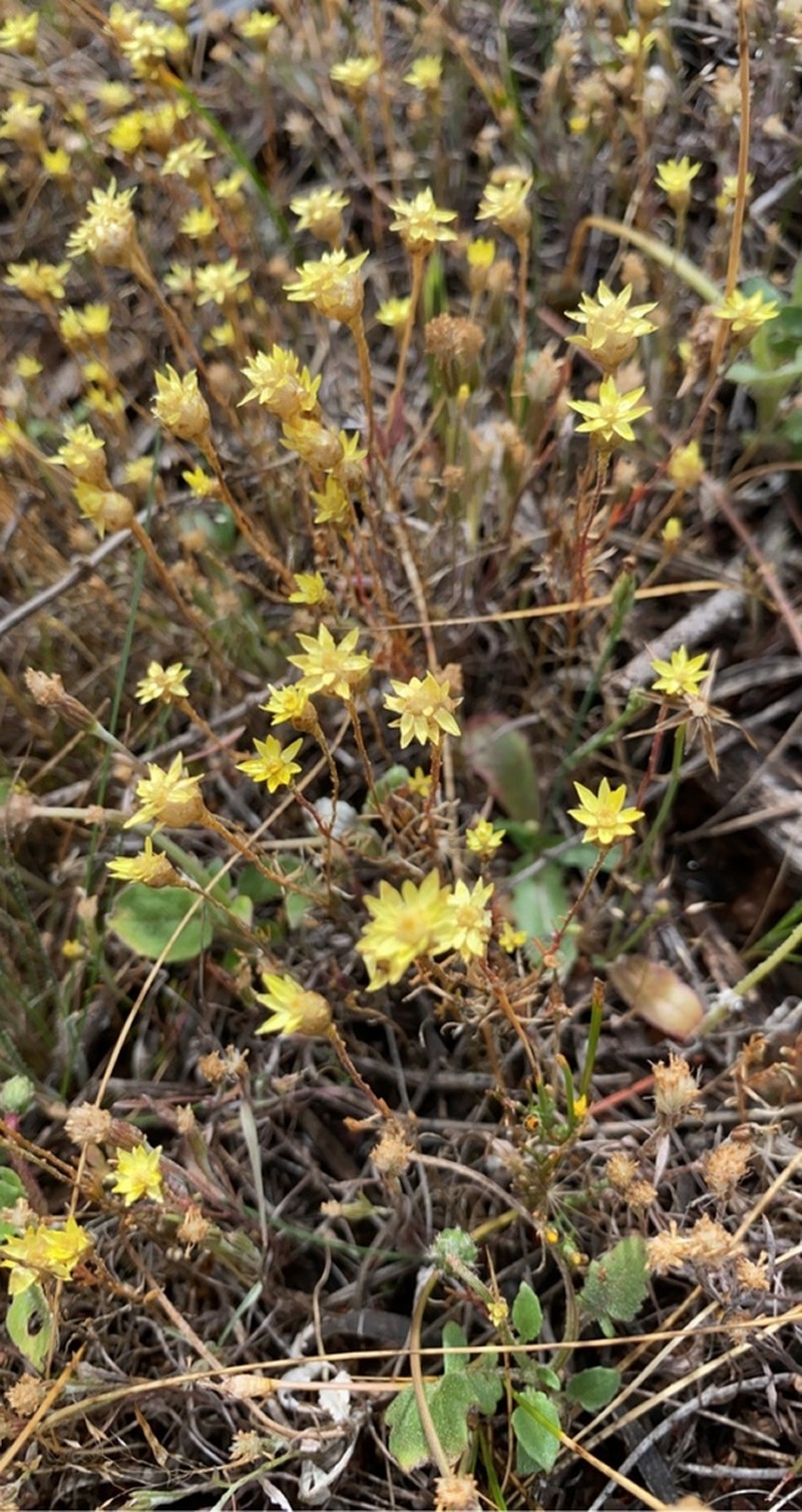Hyalosperma semisterile photo 2