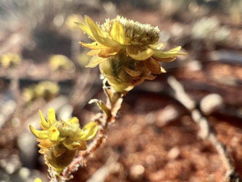 Hyalosperma semisterile photo 3