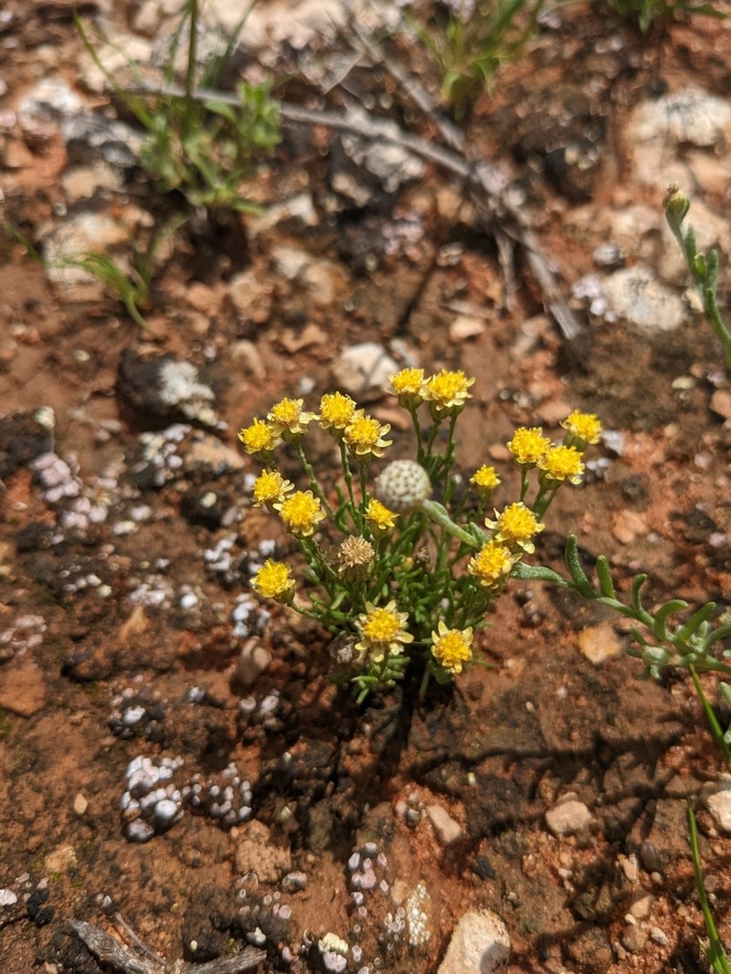 Hyalosperma semisterile photo 4