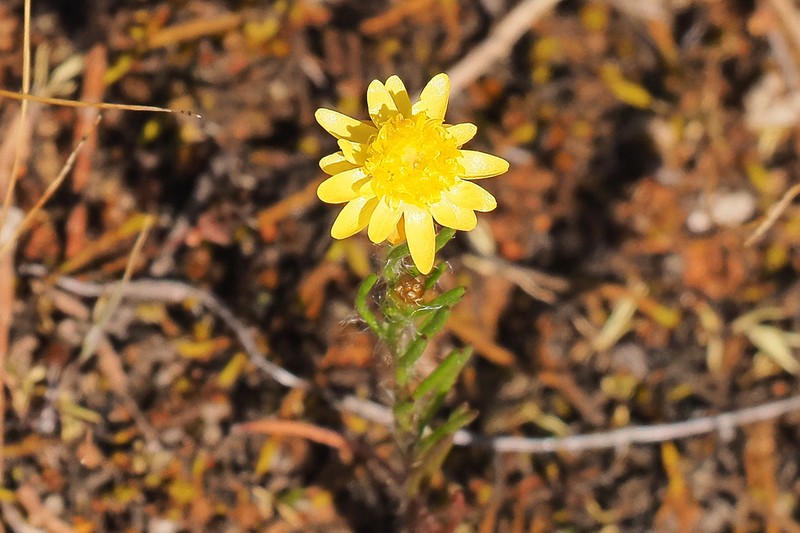 Hyalosperma semisterile photo 6