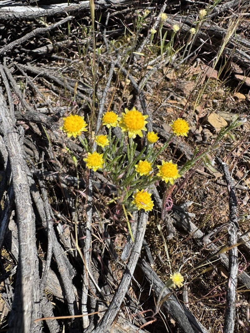 Hyalosperma semisterile photo 7
