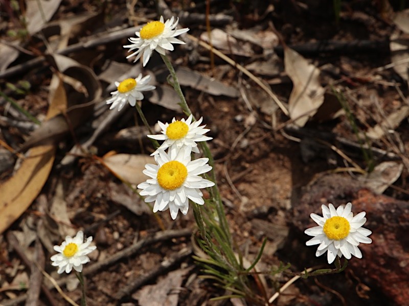 Hyalosperma simplex