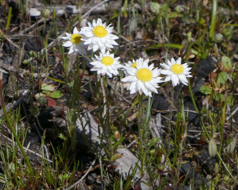 Hyalosperma simplex photo 2