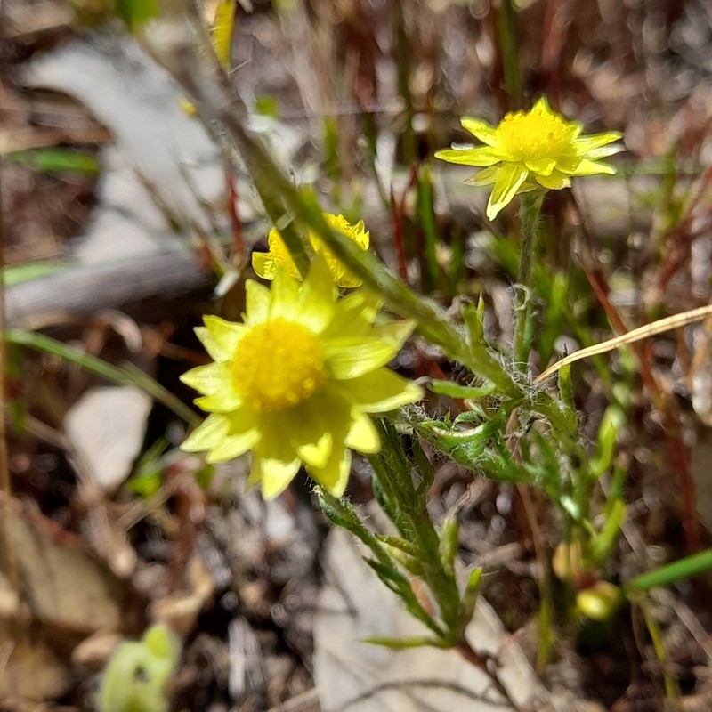 Hyalosperma simplex photo 3