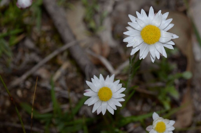 Hyalosperma simplex photo 4