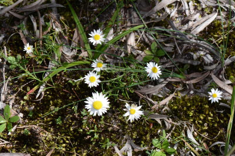 Hyalosperma simplex photo 5