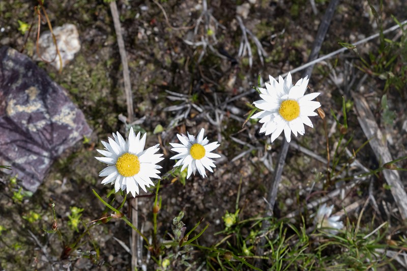Hyalosperma simplex photo 6