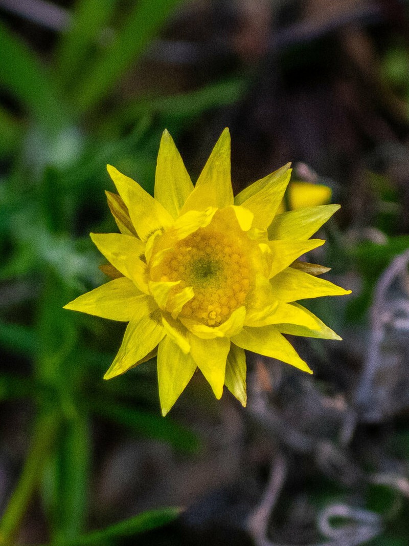 Hyalosperma simplex photo 7
