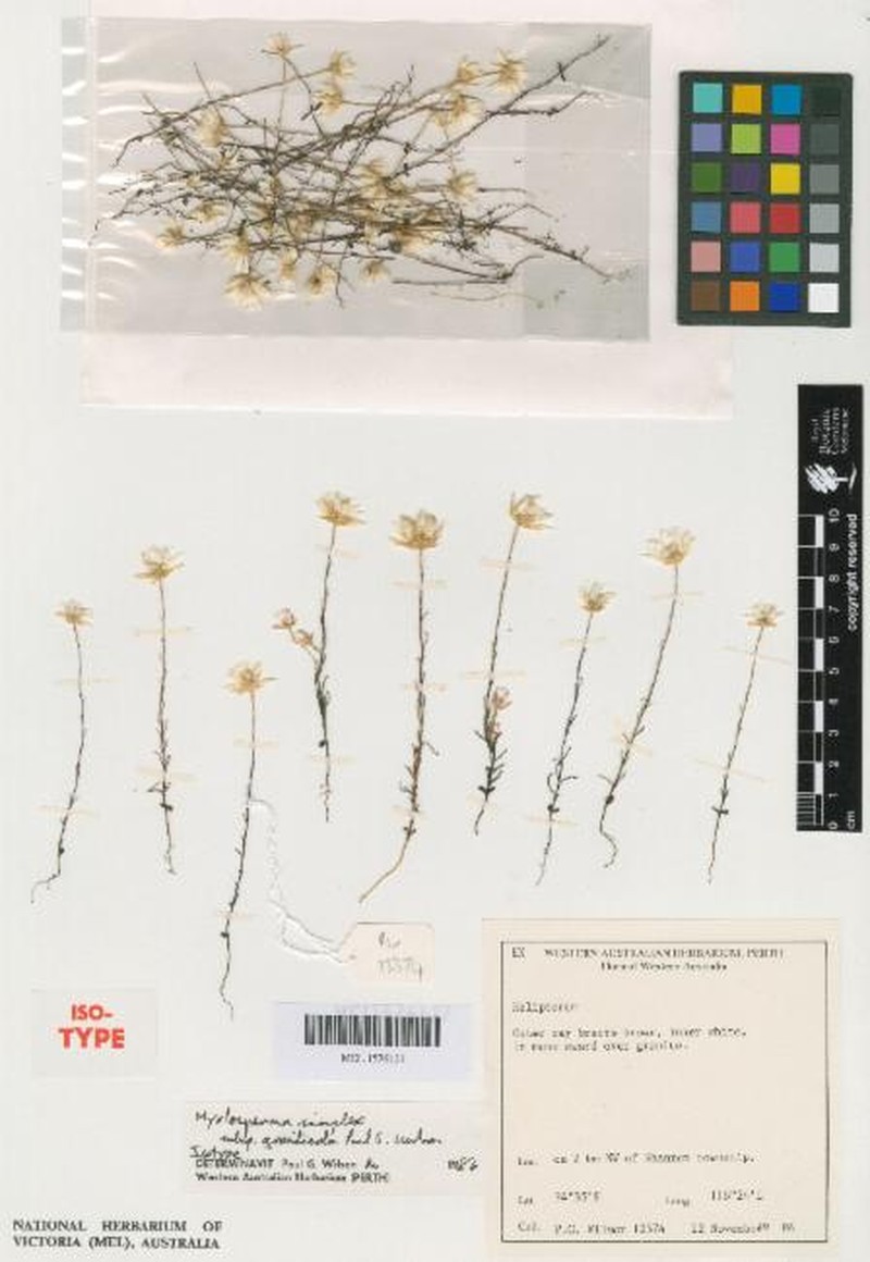 Hyalosperma simplex subsp. graniticola