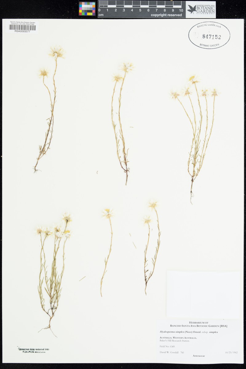 Hyalosperma simplex subsp. simplex