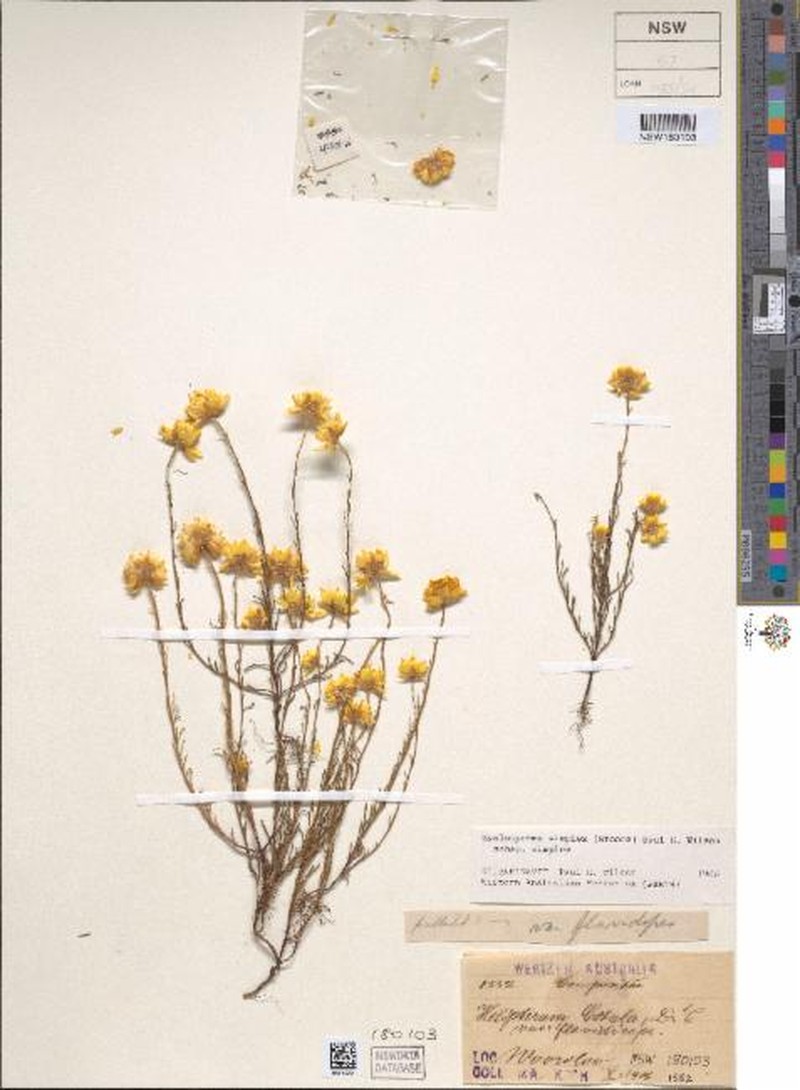 Hyalosperma simplex subsp. simplex photo 2