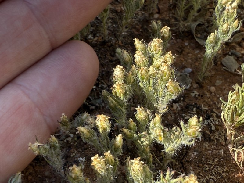 Hyalosperma zacchaeus
