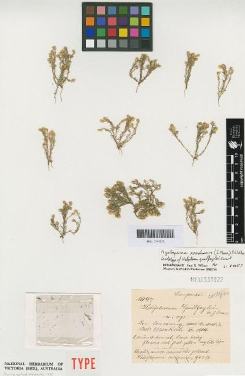Hyalosperma zacchaeus photo 4