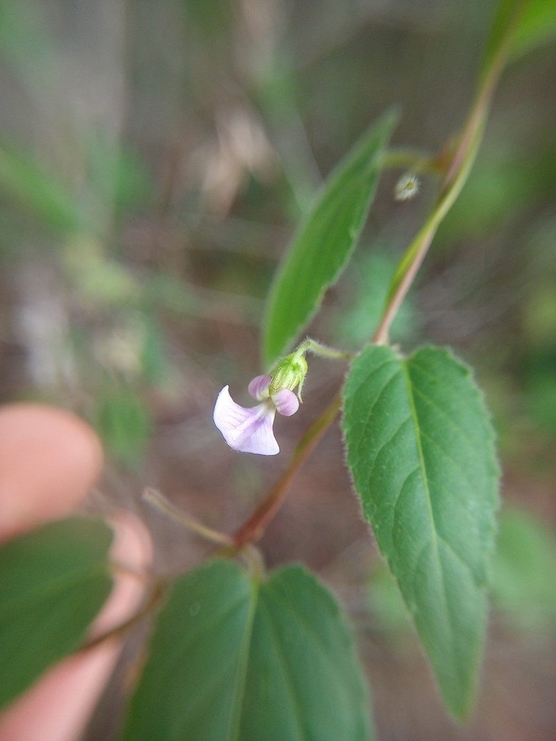 Hybanthopsis bahiensis photo 2