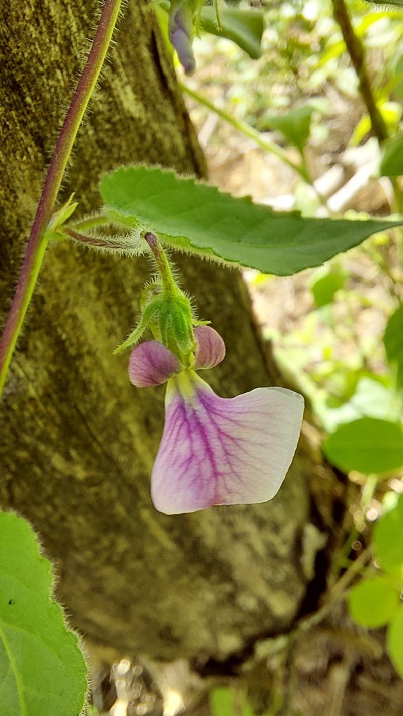 Hybanthopsis bahiensis photo 3