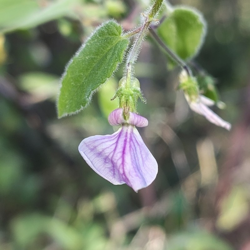 Hybanthopsis bahiensis photo 4