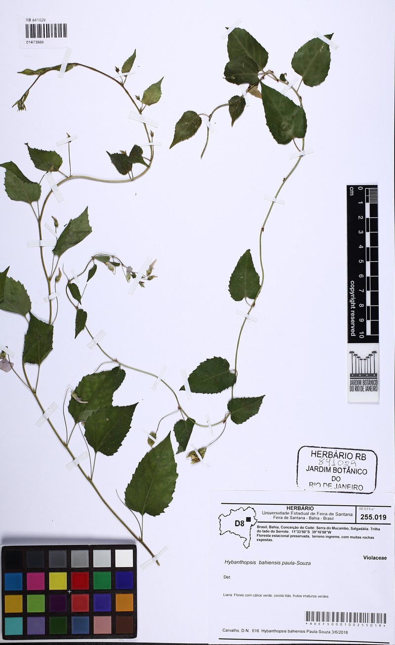 Hybanthopsis bahiensis photo 7
