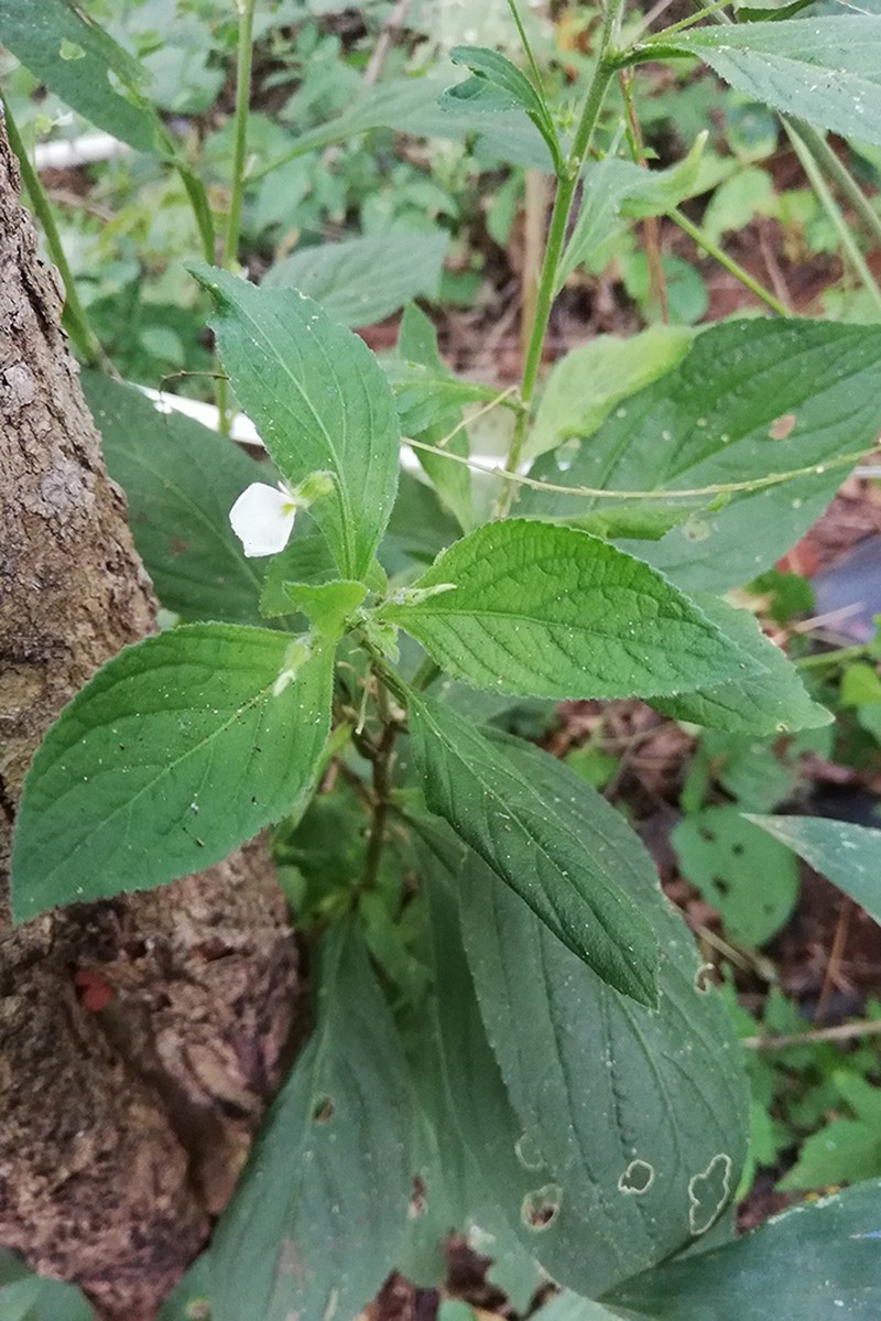 Hybanthus albus