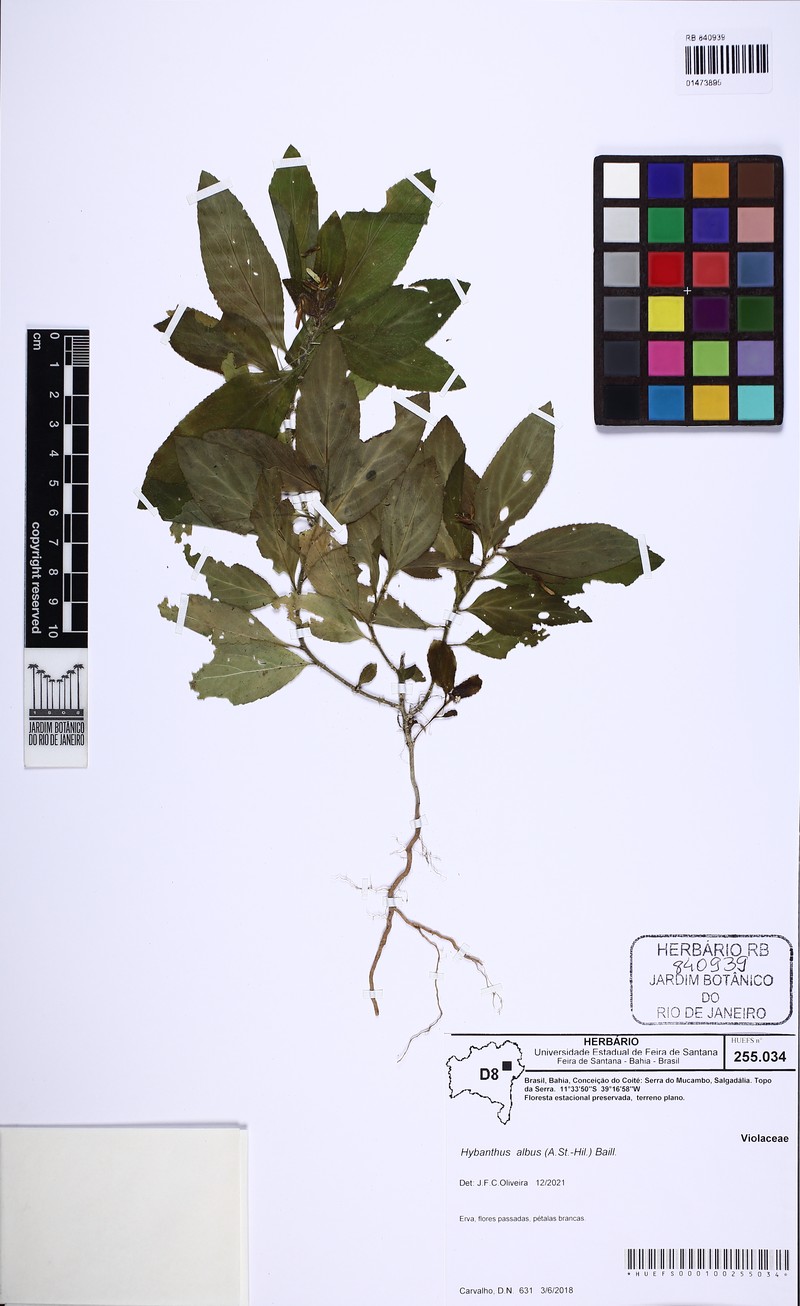 Hybanthus albus photo 2