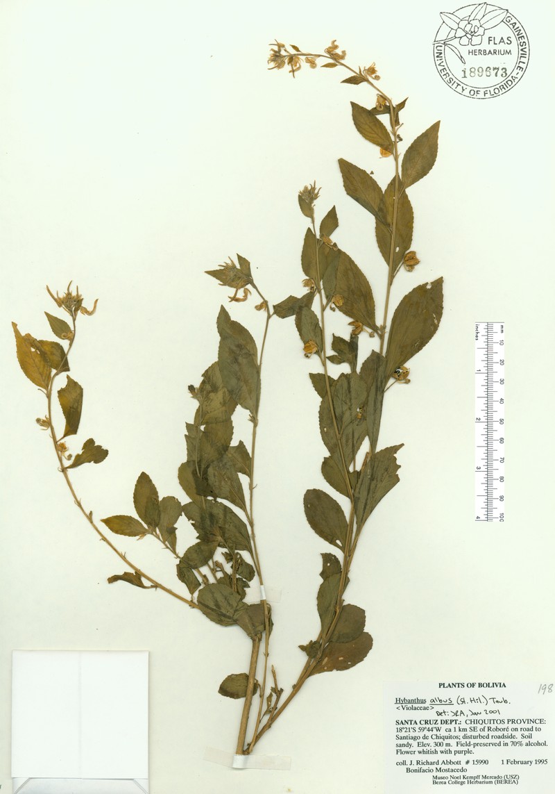 Hybanthus albus photo 3