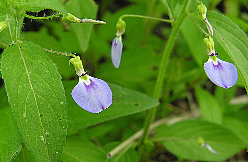Western Greenviolet