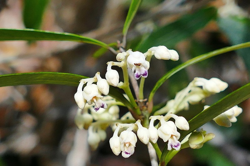 Hybanthus austrocaledonicus