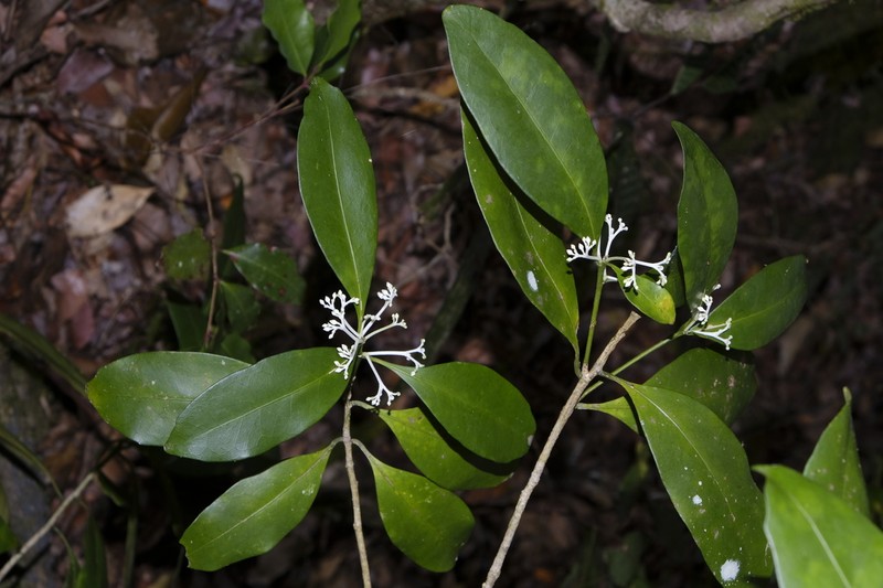 Hybanthus austrocaledonicus photo 2
