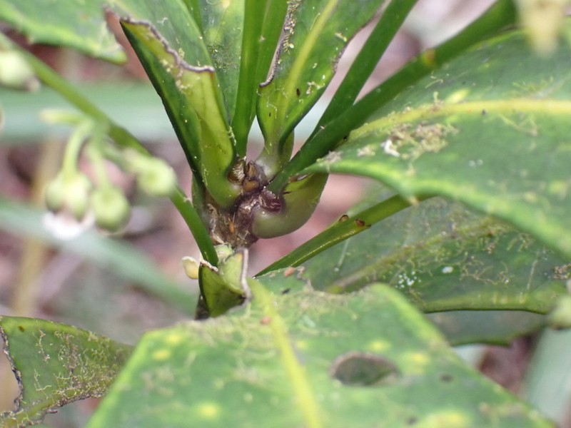 Hybanthus austrocaledonicus photo 3
