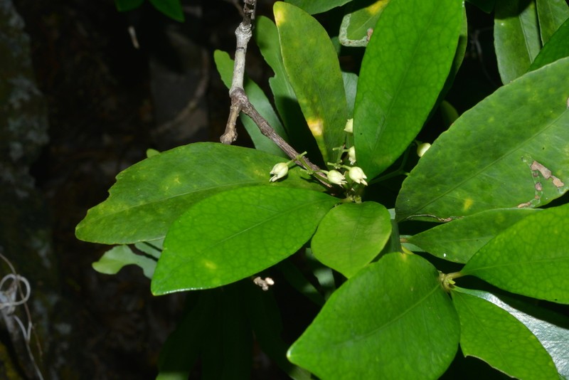 Hybanthus austrocaledonicus photo 4