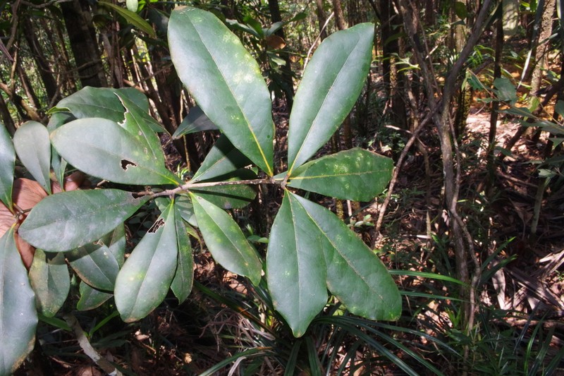 Hybanthus austrocaledonicus photo 5