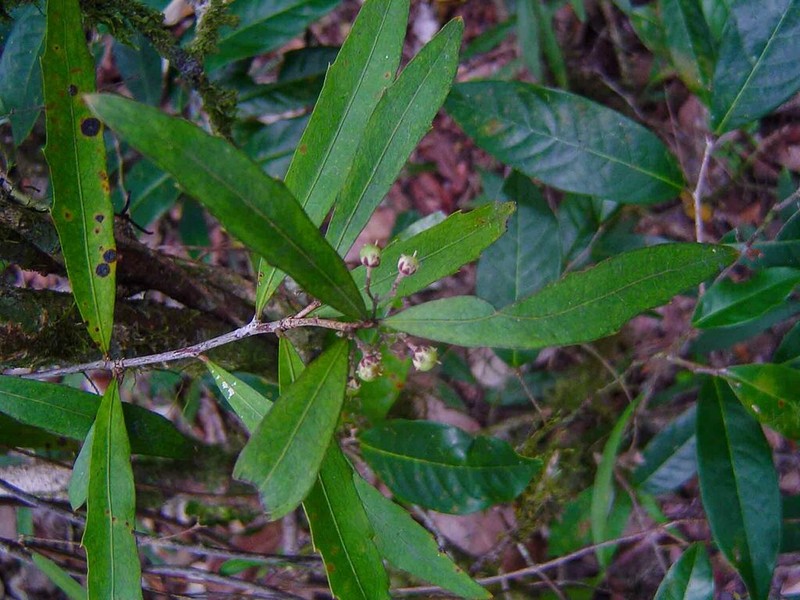 Hybanthus austrocaledonicus photo 6