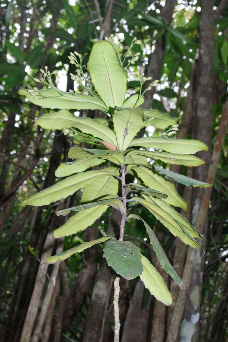 Hybanthus austrocaledonicus photo 7