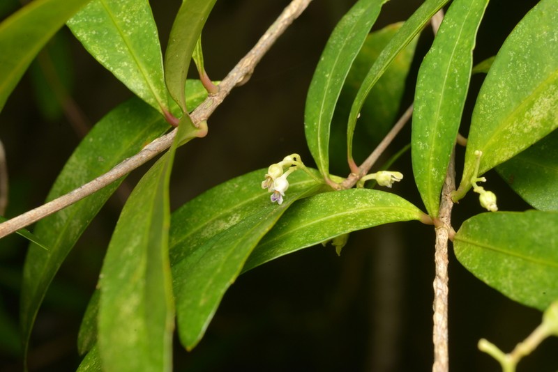 Hybanthus austrocaledonicus photo 8