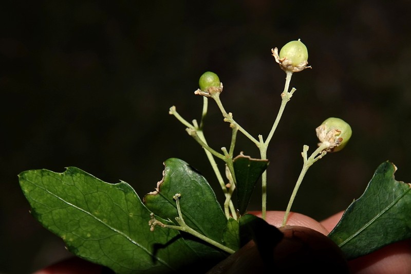 Hybanthus caledonicus