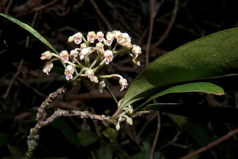 Hybanthus caledonicus photo 2