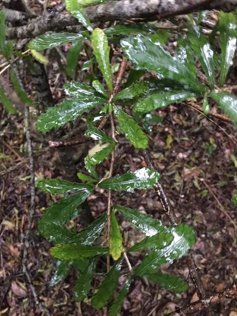 Hybanthus caledonicus photo 3