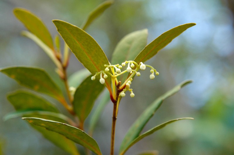 Hybanthus caledonicus photo 4