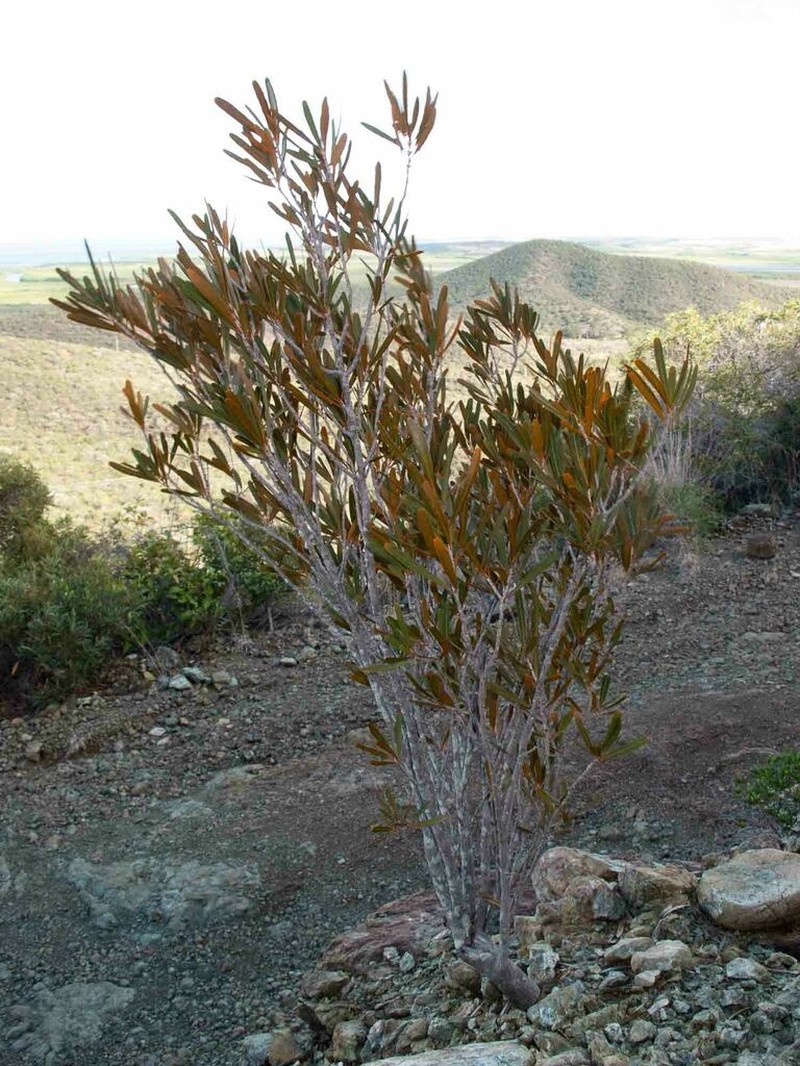 Hybanthus caledonicus photo 5