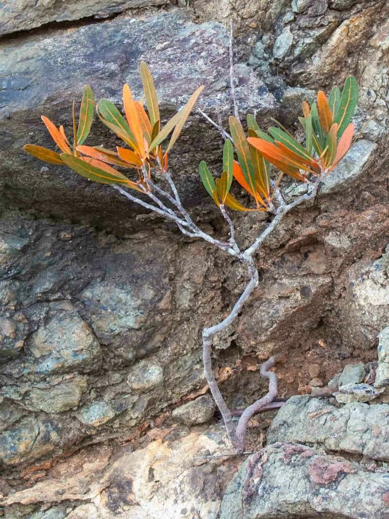 Hybanthus caledonicus photo 6