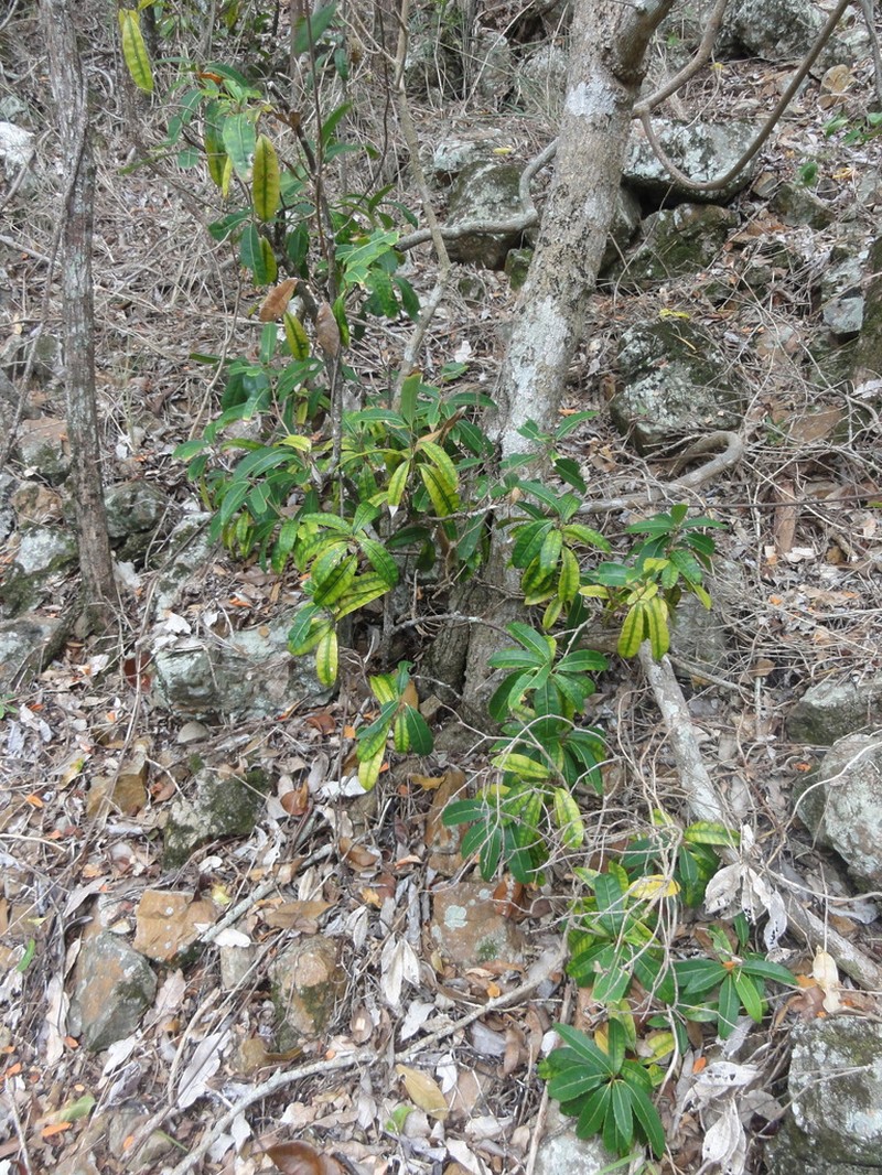 Hybanthus caledonicus photo 7