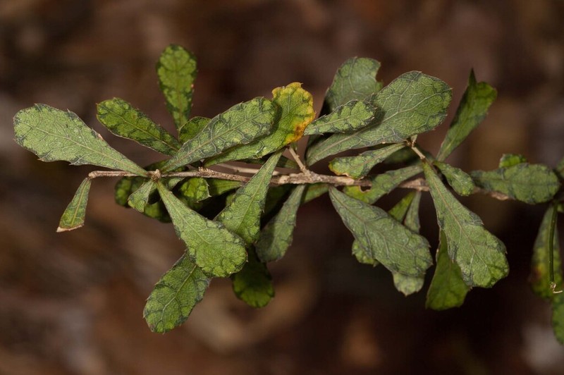 Hybanthus caledonicus photo 8