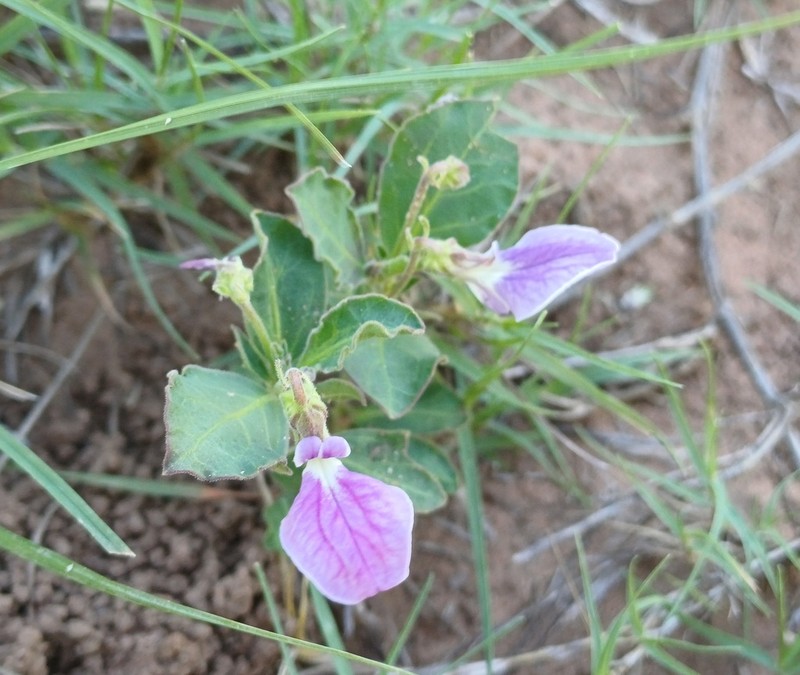 Hybanthus capensis