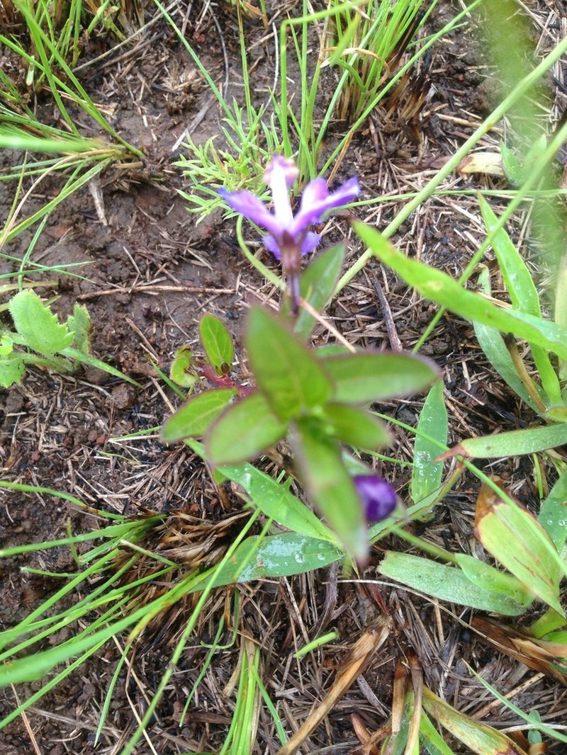 Hybanthus capensis photo 2