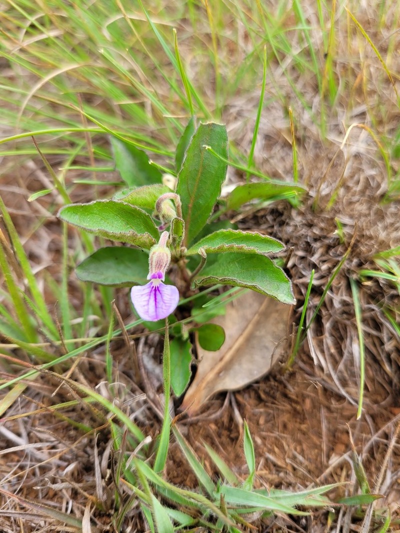 Hybanthus capensis photo 3