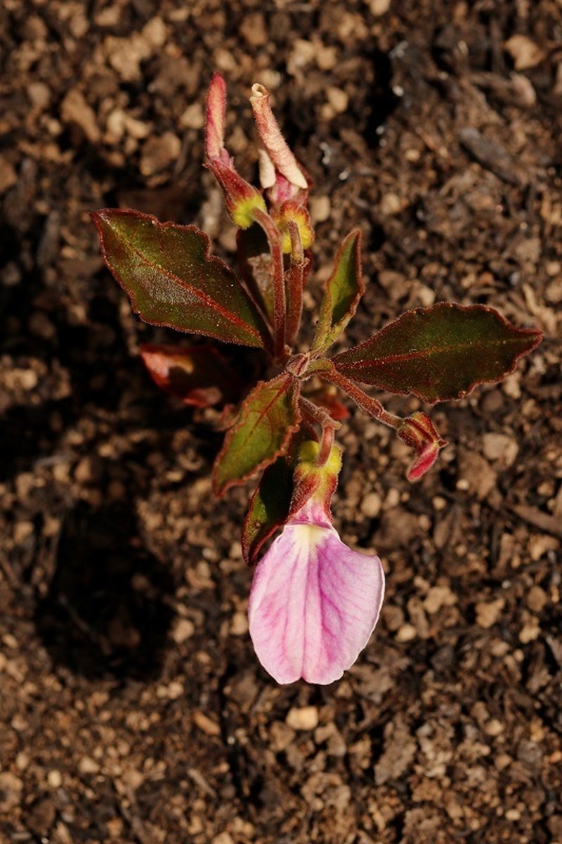 Hybanthus capensis photo 4