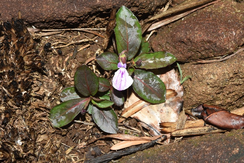 Hybanthus capensis photo 5