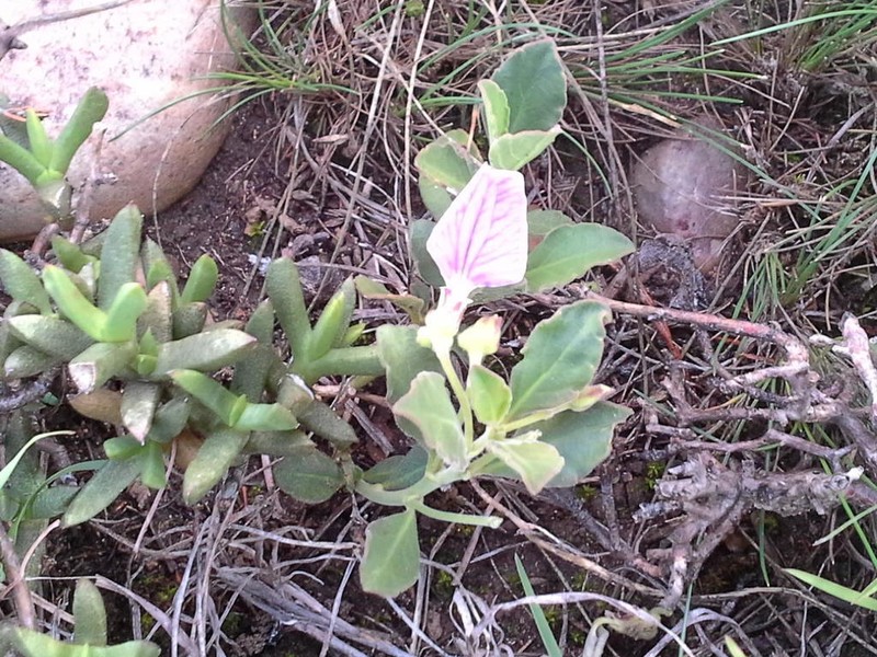 Hybanthus capensis photo 6