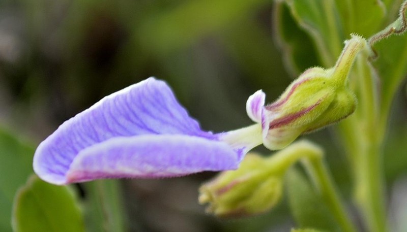 Hybanthus capensis photo 7