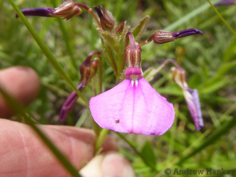 Hybanthus capensis photo 8