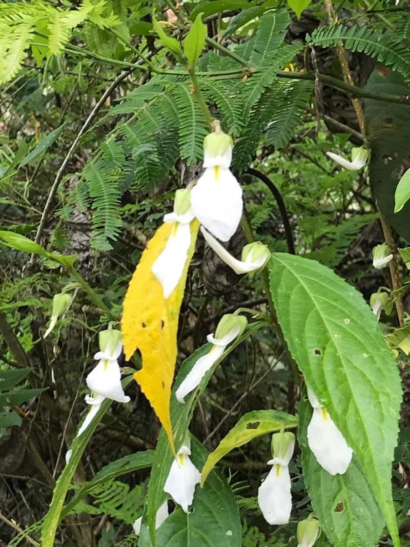 Hybanthus denticulatus photo 2